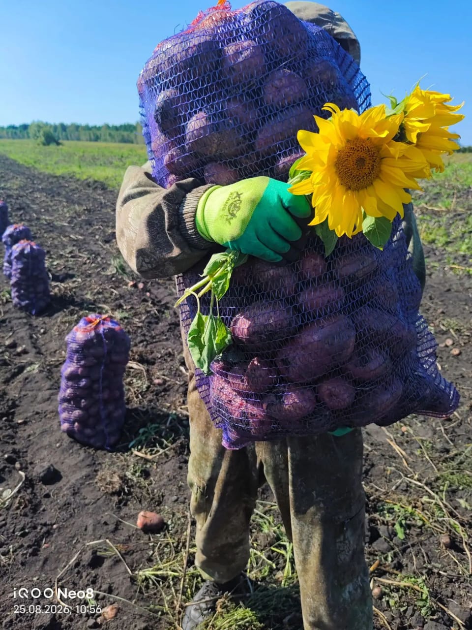 Картошка купить челябинск