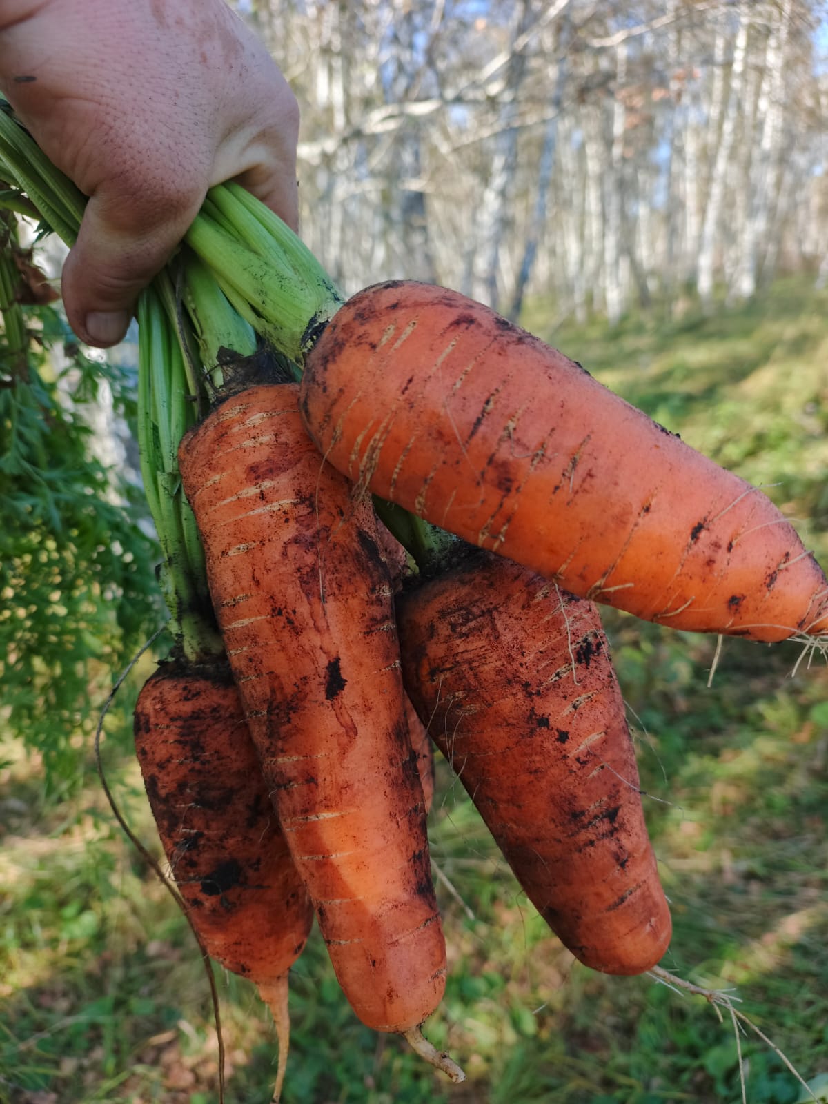 купить морковь в челябинске
