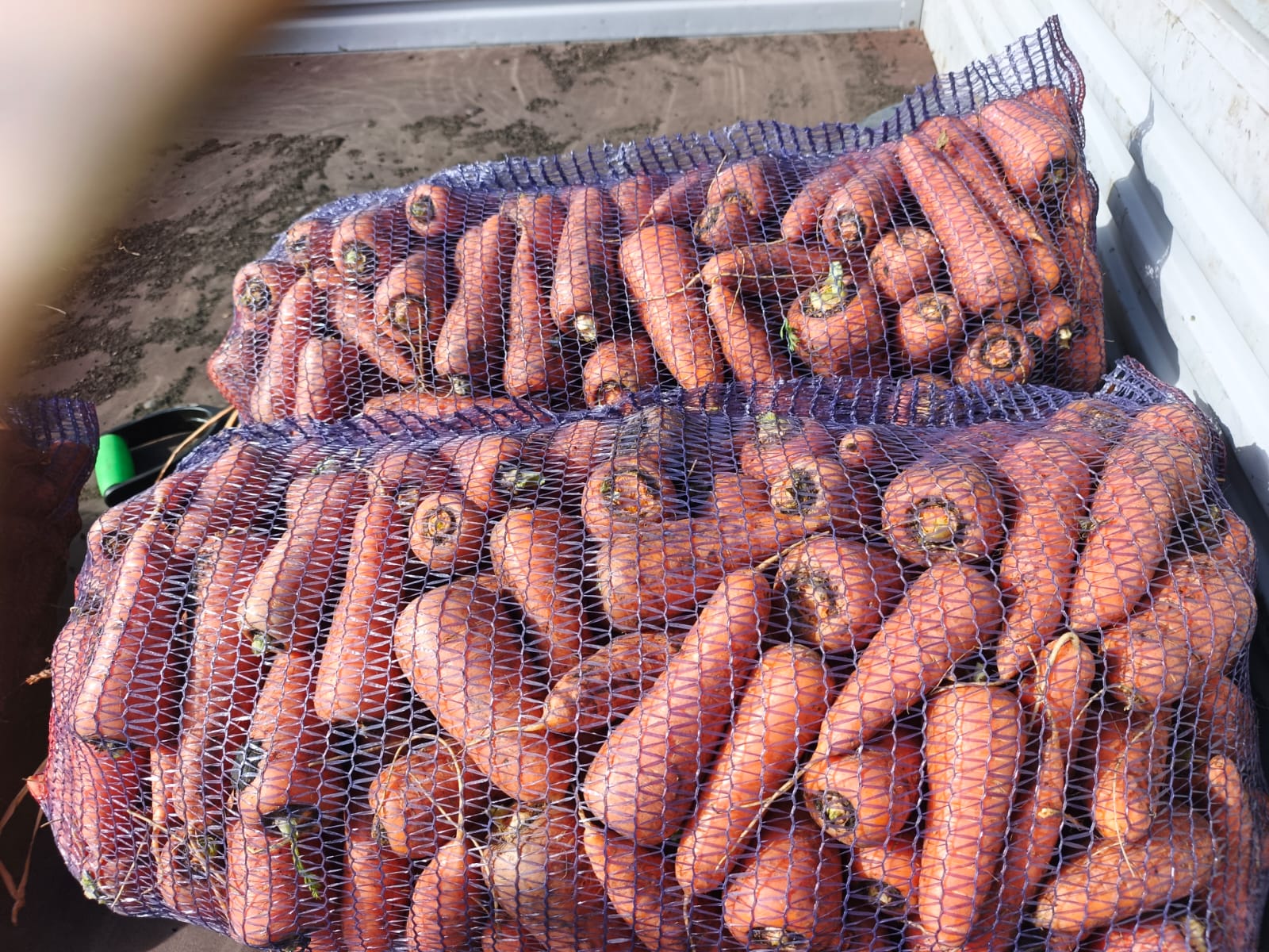 Морковь купить в нижневартовске